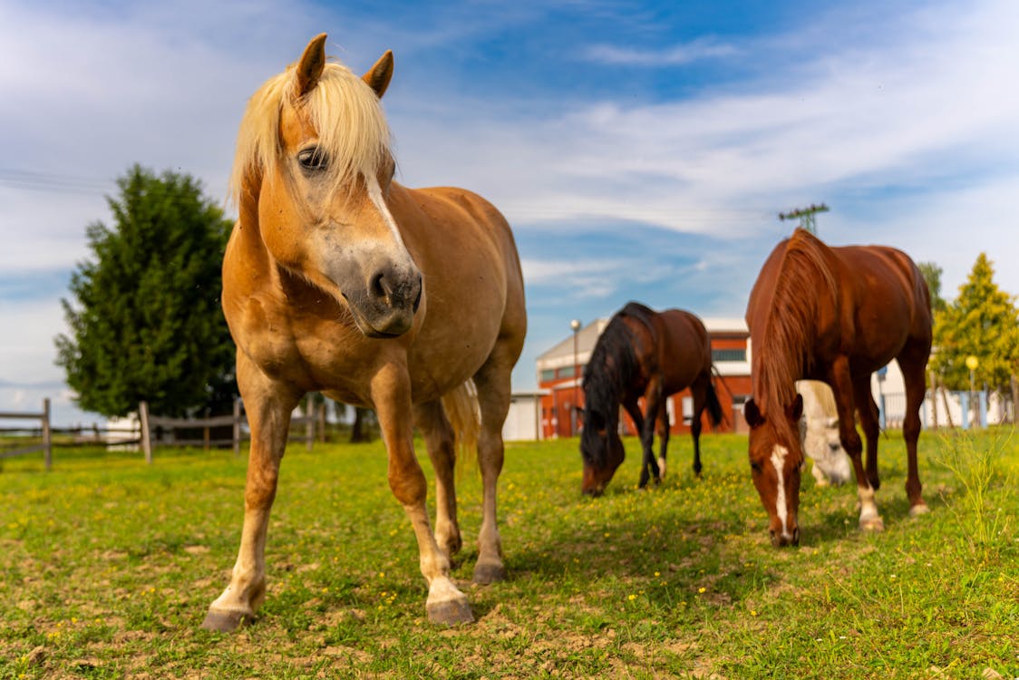 Horse Riding Facility
