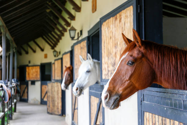 Horse Stable and Boarding