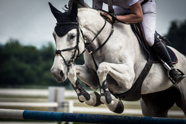 Horse Jumping Training