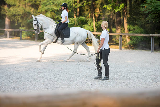 Beautiful Well-Trained Horses